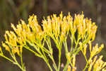 Nuttall's rayless goldenrod